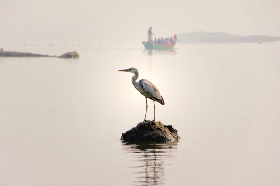 Photo of Bhigwan Bird Sanctuary by Vivek Patil