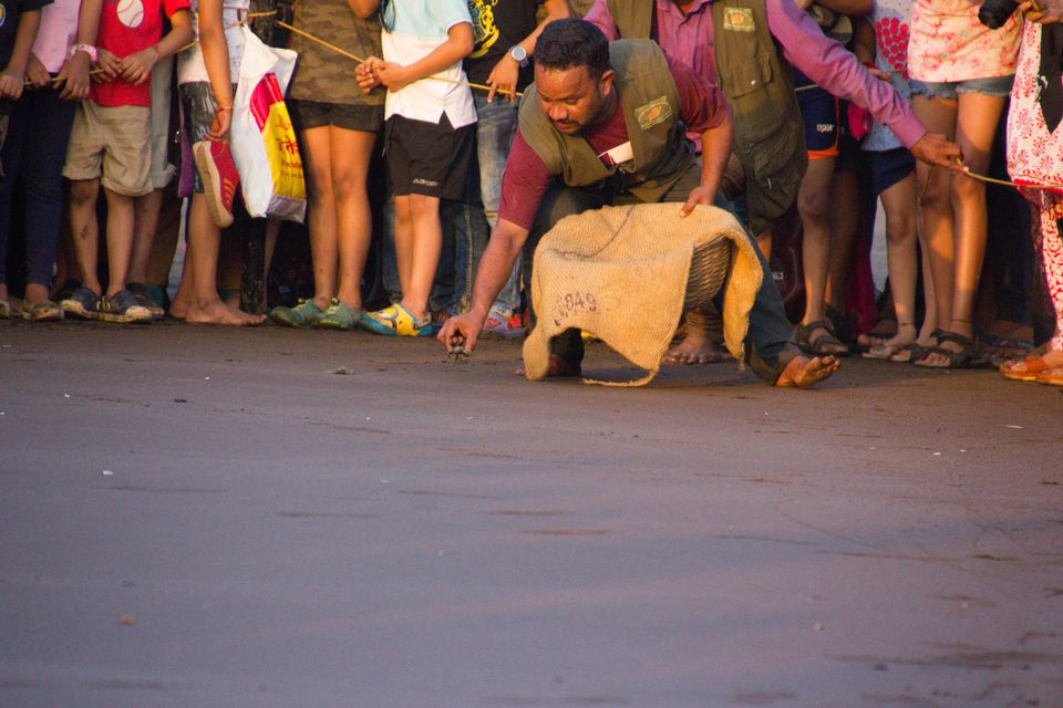 Photo of Weekend Gateway- Turtle Festival at Velas / Kelshi by Vivek Patil