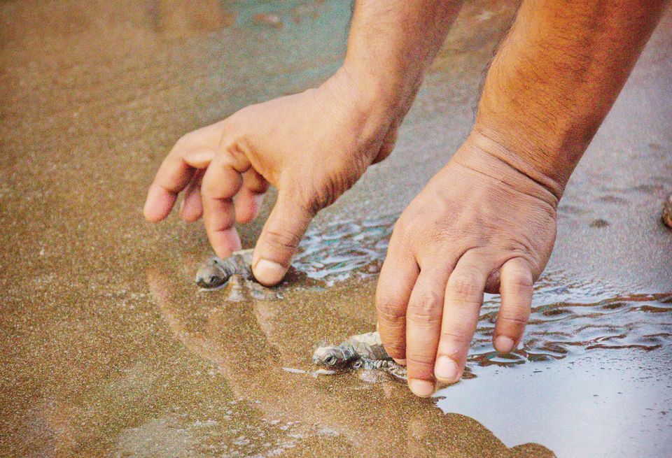 Photo of Weekend Gateway- Turtle Festival at Velas / Kelshi by Vivek Patil