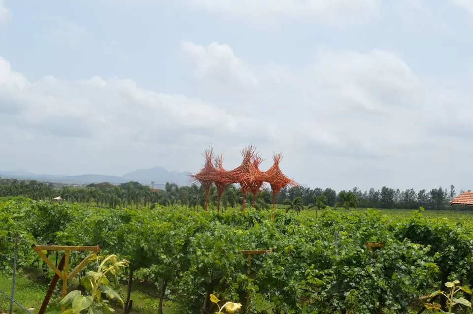 Photo of Sula Vineyards, Nashik, Maharashtra, India by kvshah