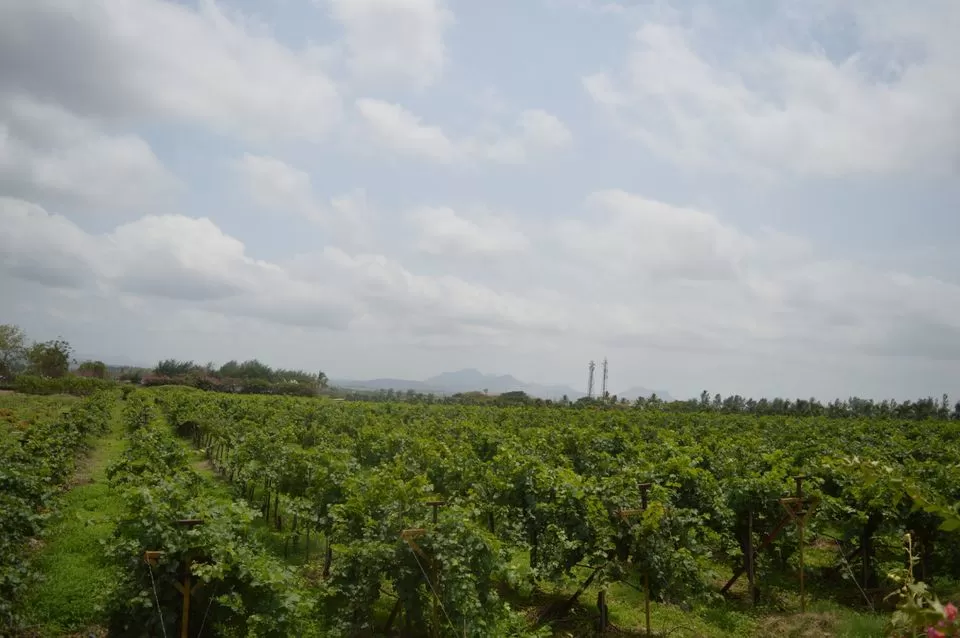 Photo of Sula Vineyards, Nashik, Maharashtra, India by kvshah