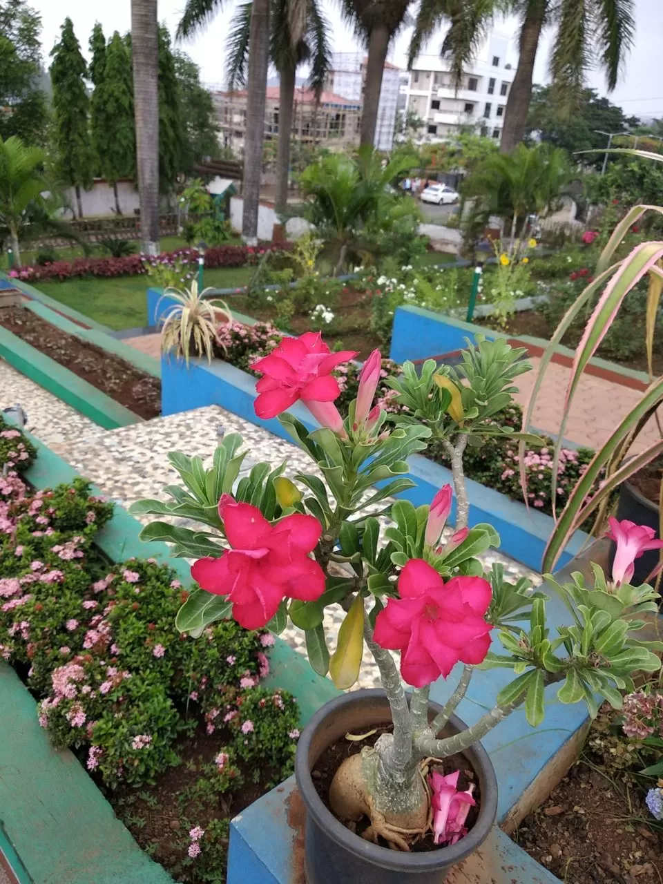 Photo of Step Garden, Table Land Road, Saputara, Gujarat, India by kvshah