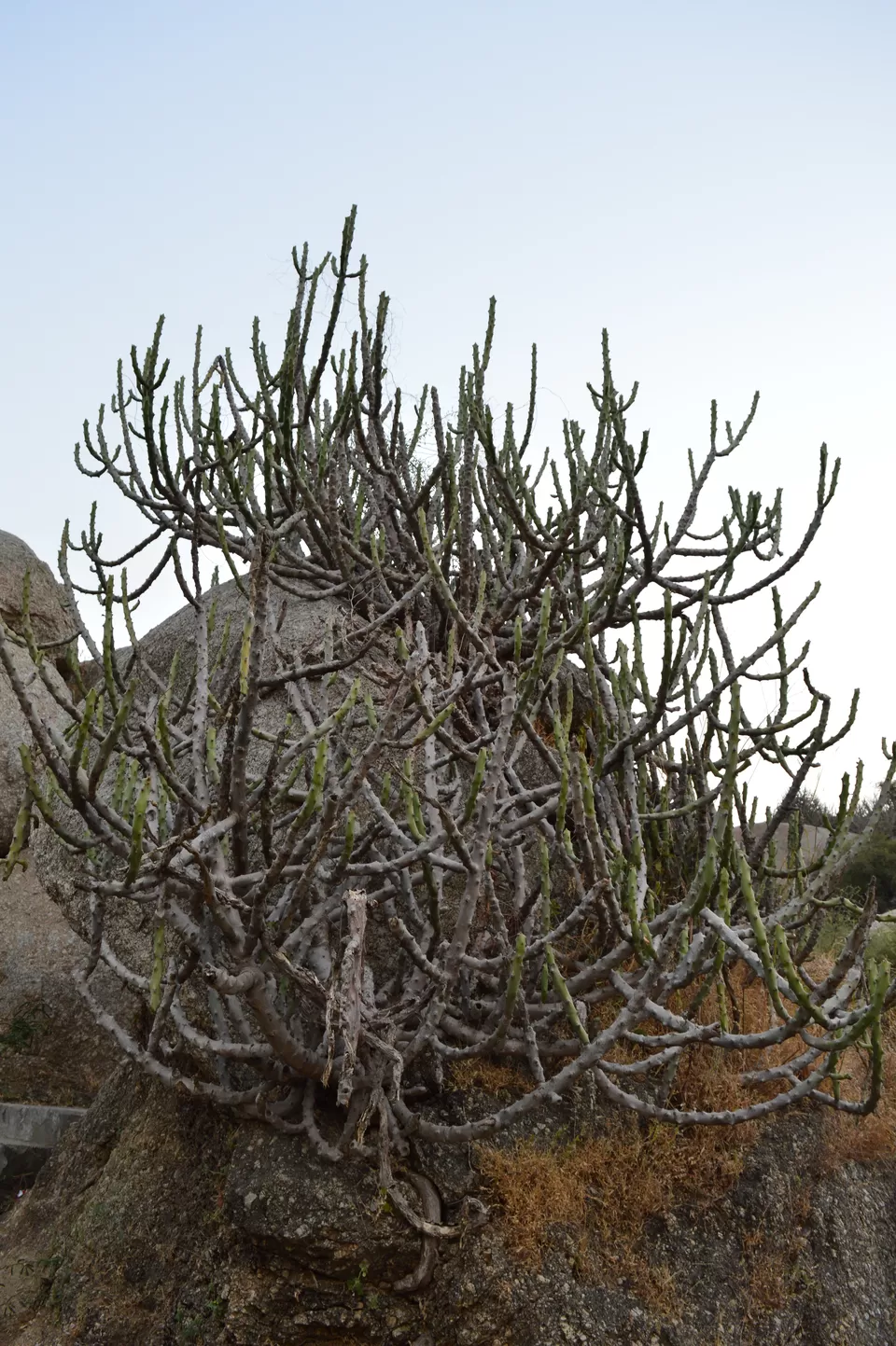 Photo of Taranga Hill, Gujarat by kvshah