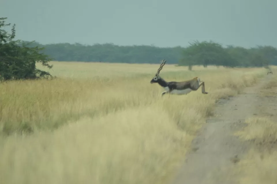 Photo of Blackbuck National Park, Velavadar, Gujarat, India by kvshah
