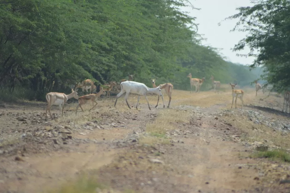 Photo of Blackbuck National Park, Velavadar, Gujarat, India by kvshah