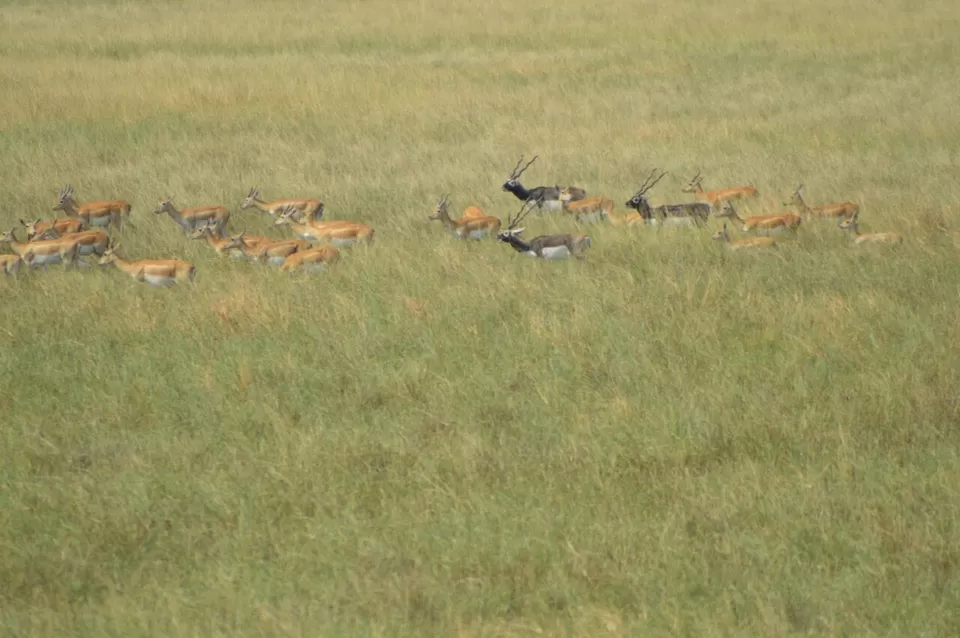 Photo of Blackbuck National Park, Velavadar, Gujarat, India by kvshah