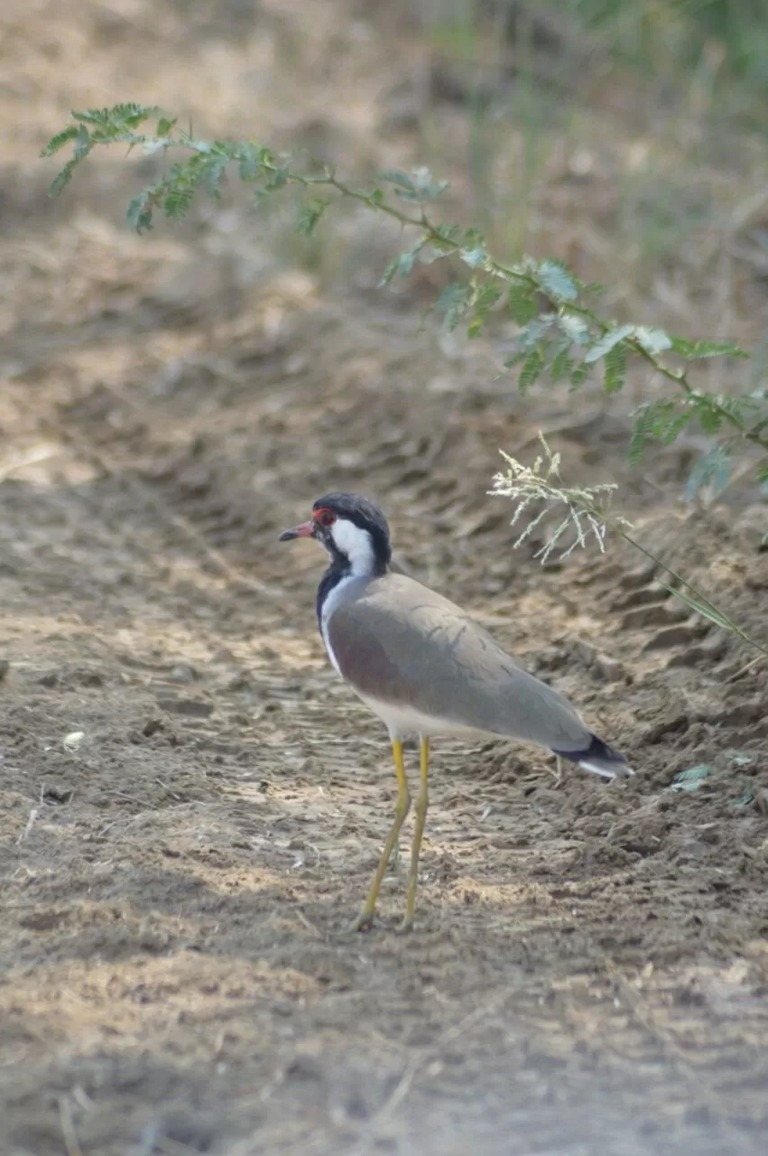 Photo of Blackbuck National Park, Velavadar, Gujarat, India by kvshah