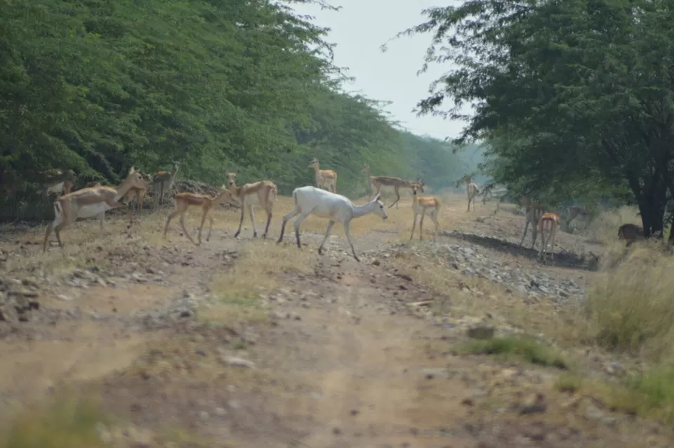 Photo of Blackbuck National Park, Velavadar, Gujarat, India by kvshah
