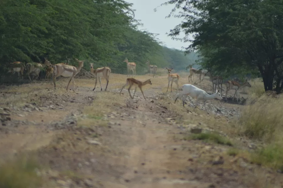 Photo of Blackbuck National Park, Velavadar, Gujarat, India by kvshah