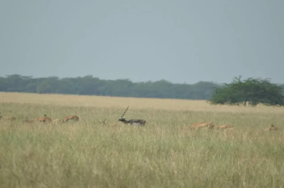 Photo of Blackbuck National Park, Velavadar, Gujarat, India by kvshah