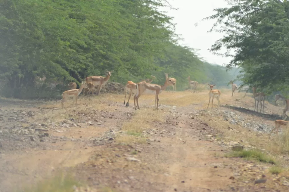 Photo of Blackbuck National Park, Velavadar, Gujarat, India by kvshah