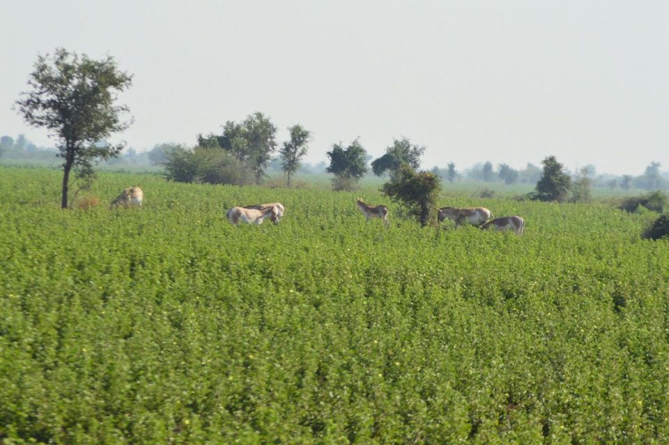Photo of Indian wild ass sanctuary: Little Rann of Kutch by kvshah