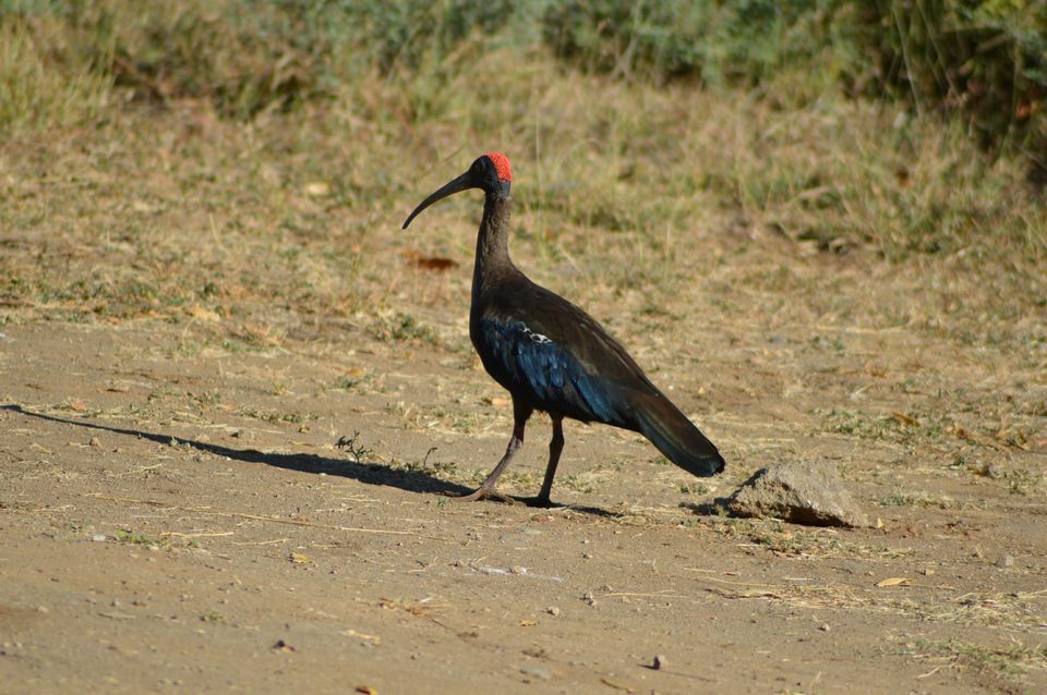 Photo of Indian wild ass sanctuary: Little Rann of Kutch by kvshah