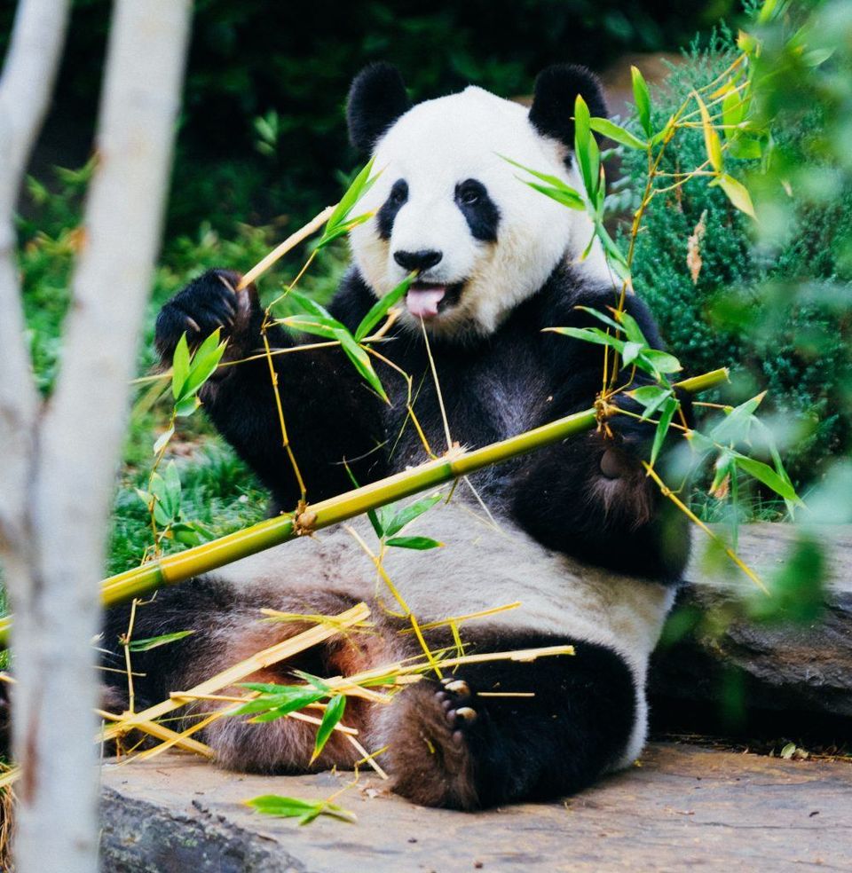 Photo of Macao Giant Panda Pavilion, Estrada de Seac Pai Van, Macao by Sana Mahajan