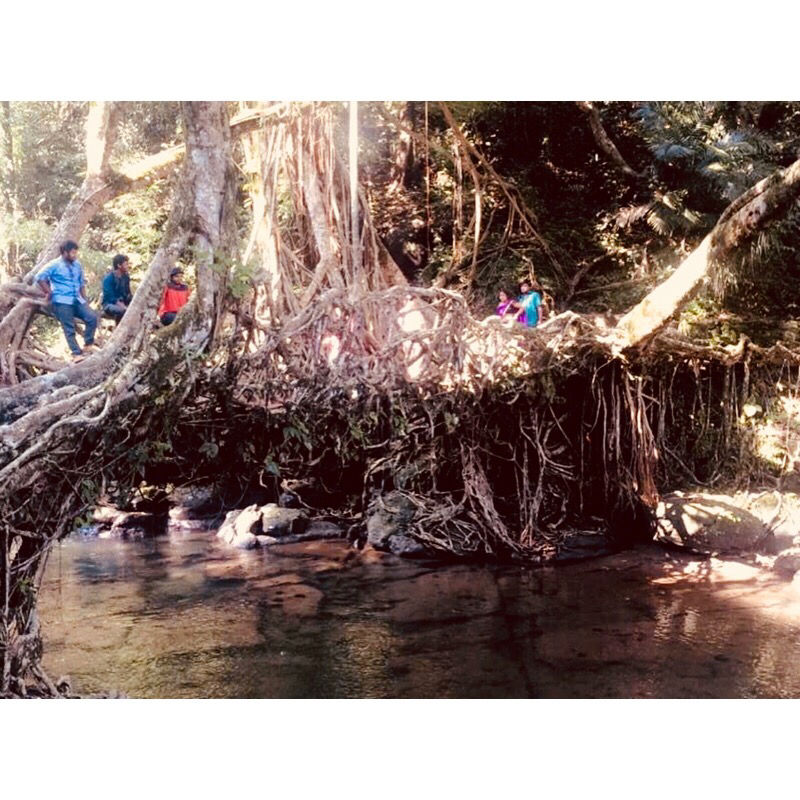 Photo of Living Root Bridge, Cherrapunjee, Meghalaya, India by Vanshika Oberoi