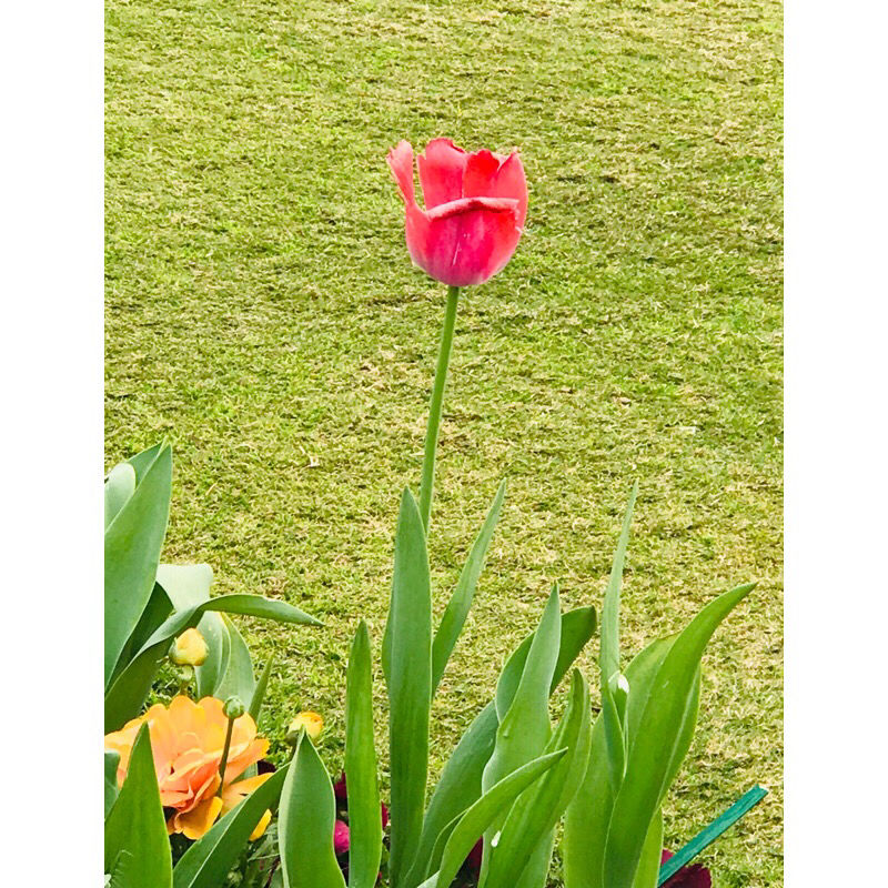 Photo of Mughal Gardens Delhi, Gate No. 35, Rashtrapati Bhawan, Rashtrapati Bhavan, New Delhi, Delhi, India by Vanshika Oberoi