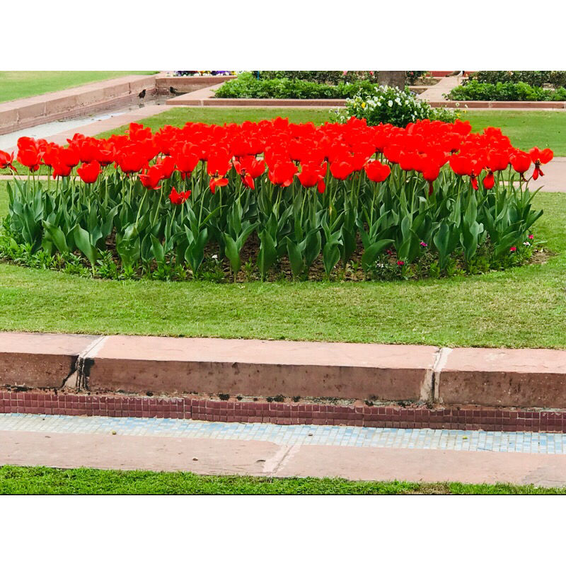 Photo of Mughal Gardens Delhi, Gate No. 35, Rashtrapati Bhawan, Rashtrapati Bhavan, New Delhi, Delhi, India by Vanshika Oberoi