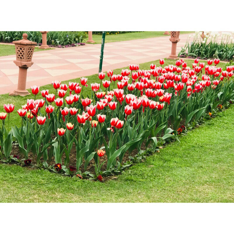Photo of Mughal Gardens Delhi, Gate No. 35, Rashtrapati Bhawan, Rashtrapati Bhavan, New Delhi, Delhi, India by Vanshika Oberoi
