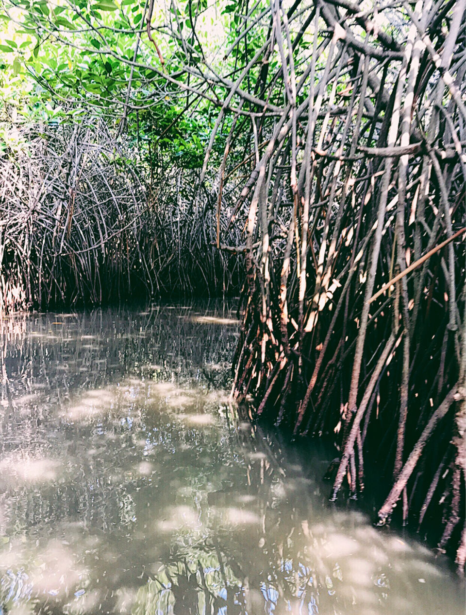 Photo of Pichavaram Mangrove Forest, Pichavaram, Tamil Nadu, India by Vanshika Oberoi