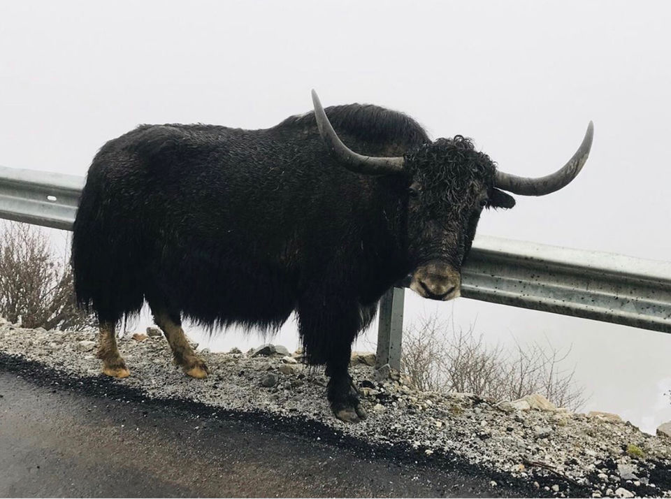 Photo of Arunachal Has My Heart by Vanshika Oberoi