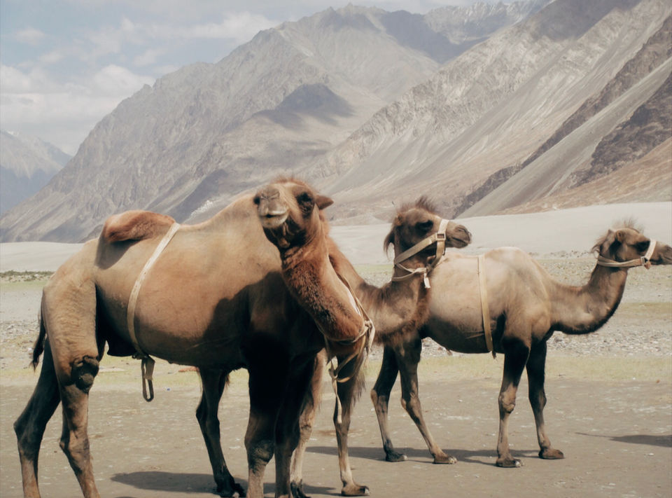 Photo of Camels Safari In Ladakh - Its Uniqueness by Vanshika Oberoi