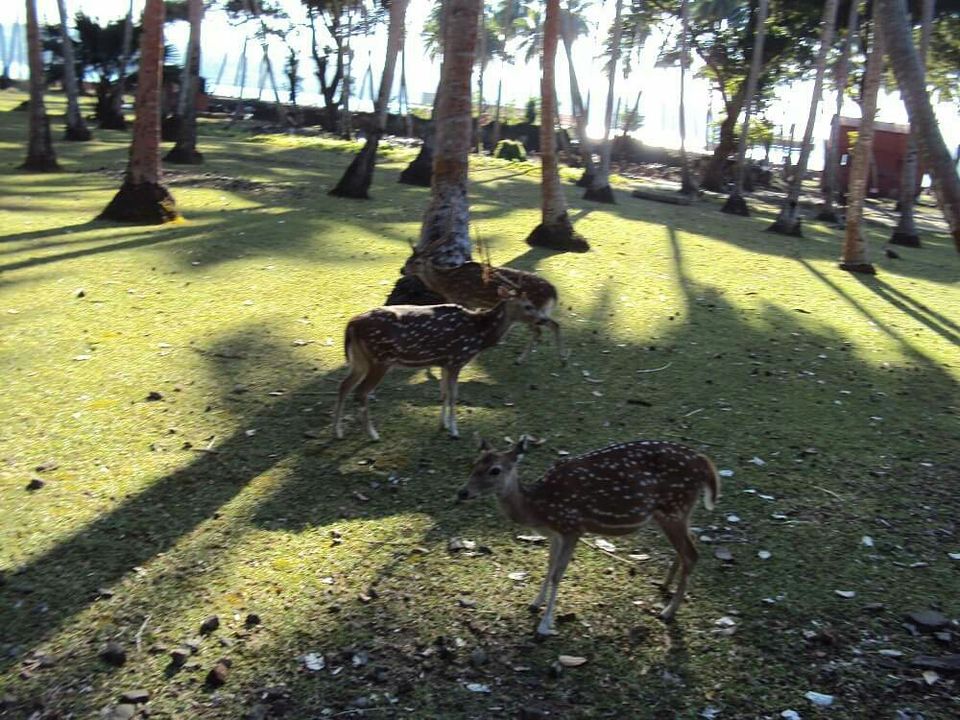 Photo of Andaman Islands, Andaman and Nicobar Islands by Manjushree Das