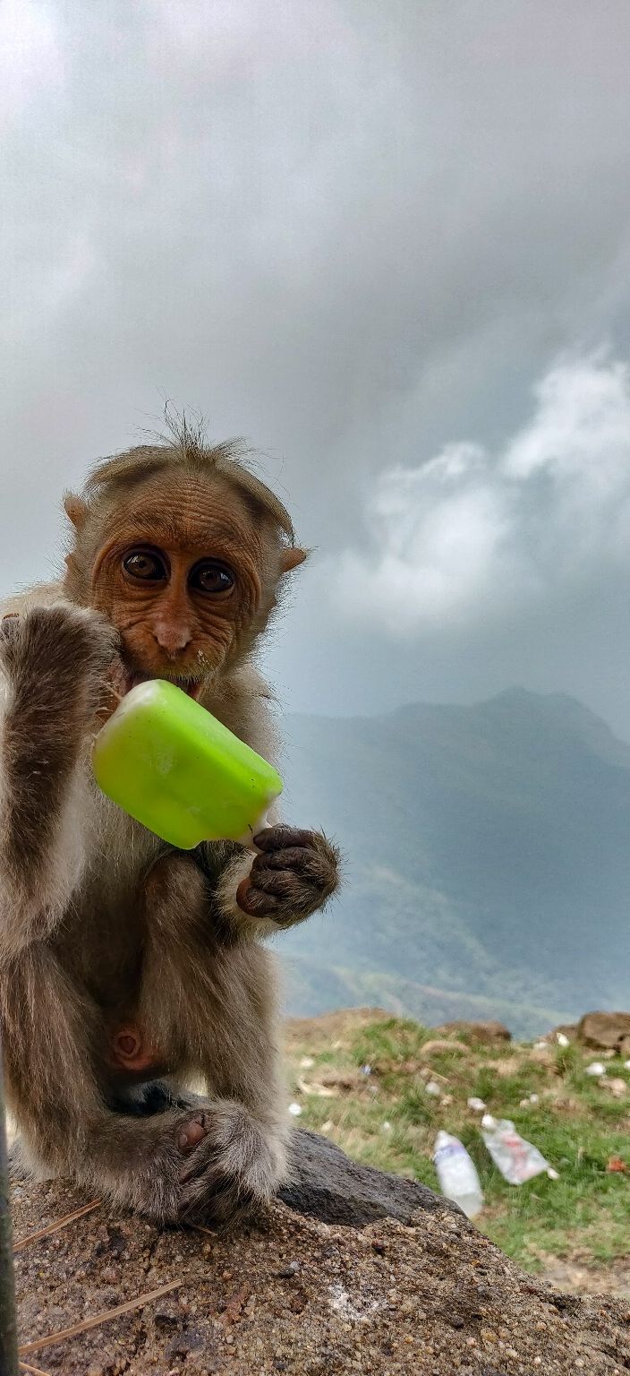 Photo of Kodaikanal, Tamil Nadu, India by Priyash Chandra