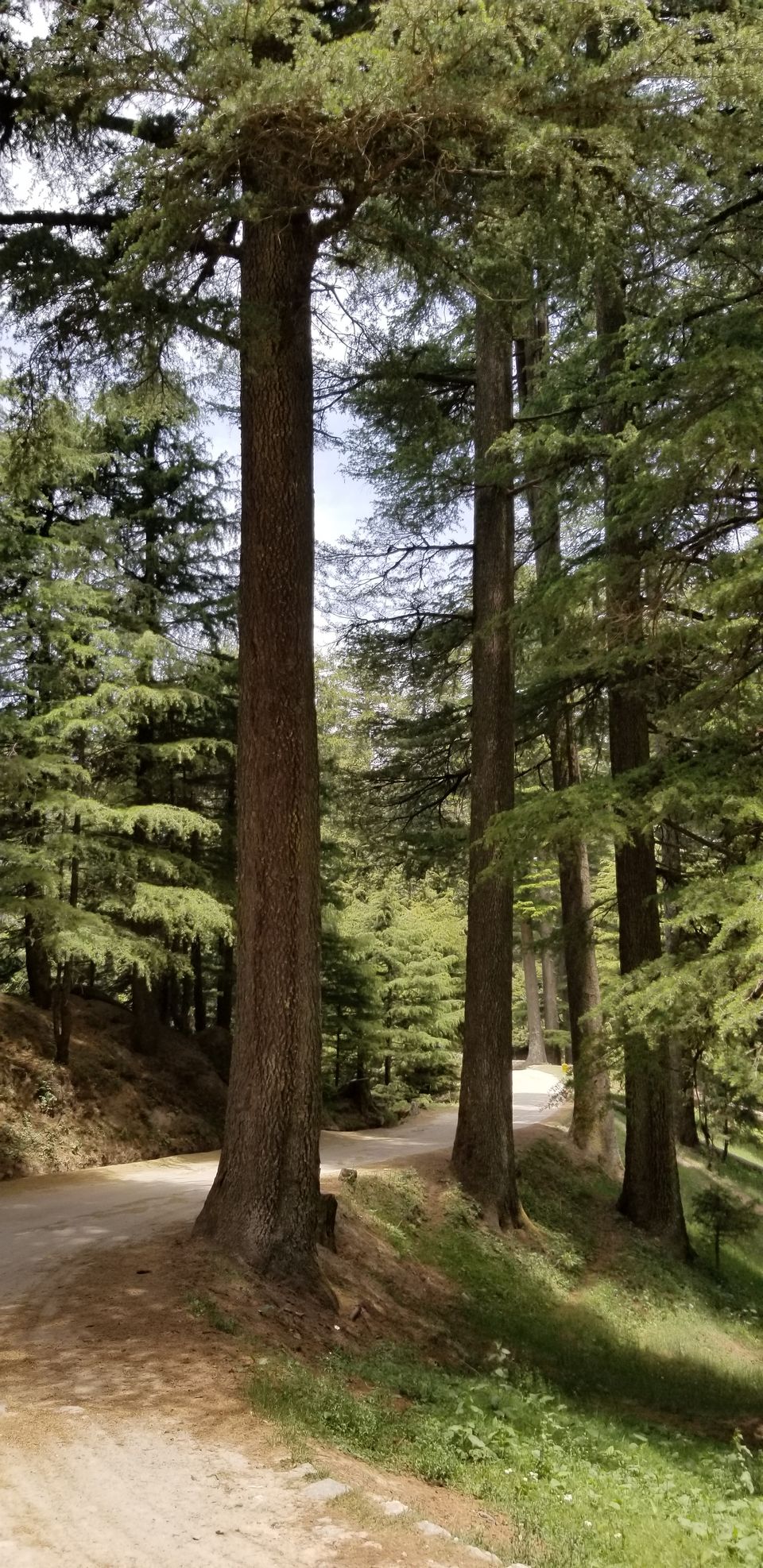 Photo of Kalatop, Himachal Pradesh, India by Tushar Chhetri