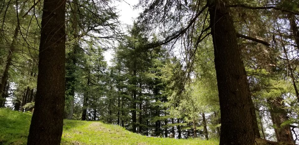 Photo of Kalatop, Himachal Pradesh, India by Tushar Chhetri