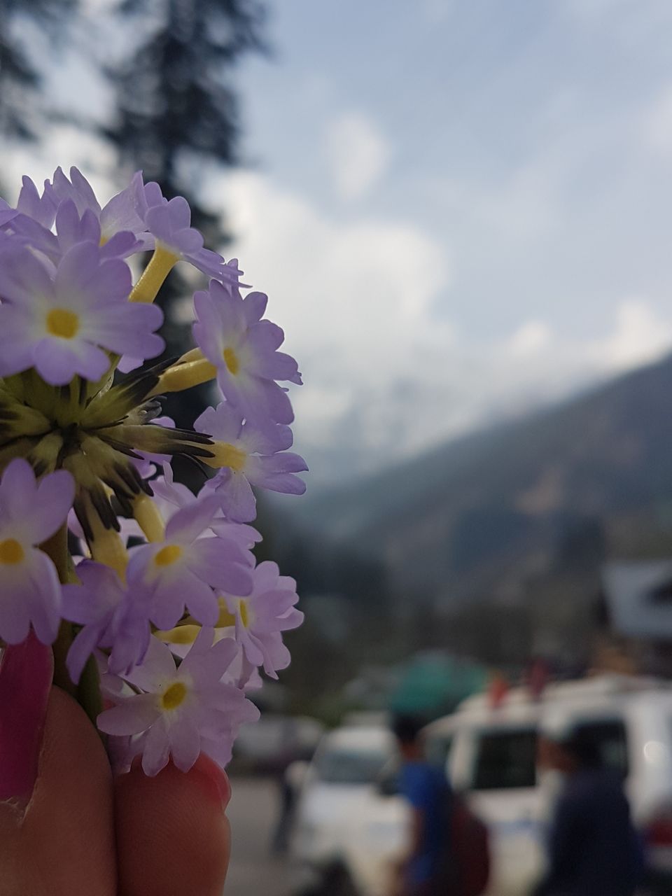 Photo of Gulaba Viewpoint, Kothi, Himachal Pradesh, India by Upasana Venaik