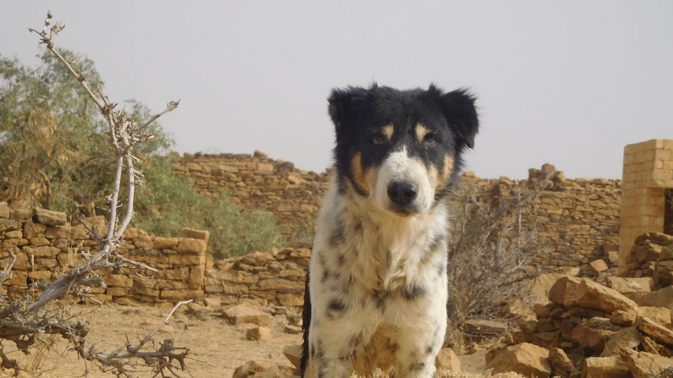 Photo of Kuldhara, Rajasthan, India by Srinivas Aditya