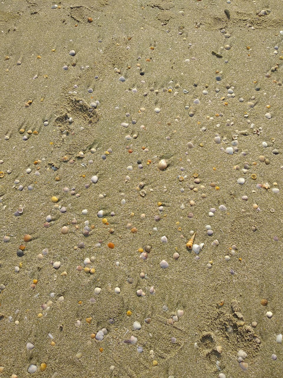 Photo of Goa - A Dream Lived | Day 3 by Vinayak Verma