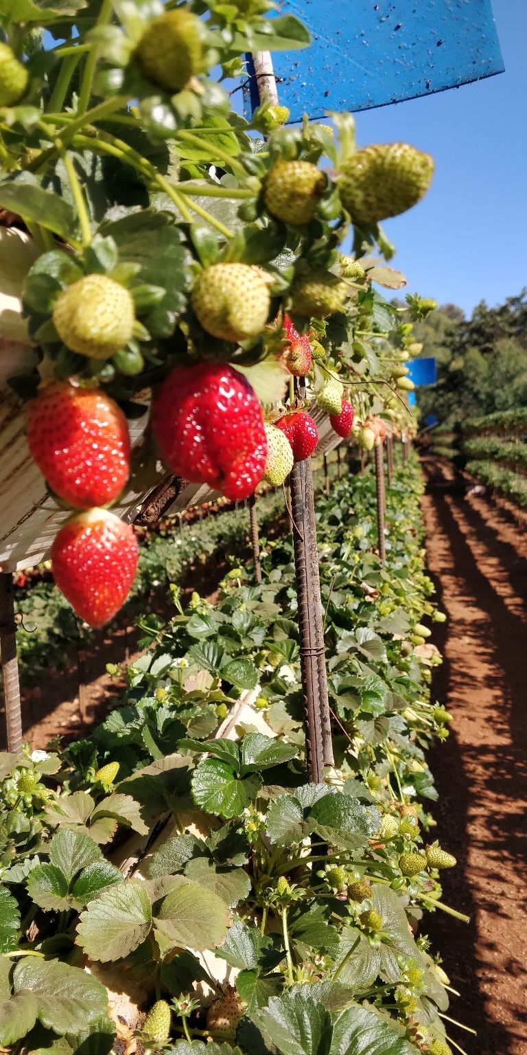 Photo of Trip to Mahabaleshwar ???? by Shweta Landge