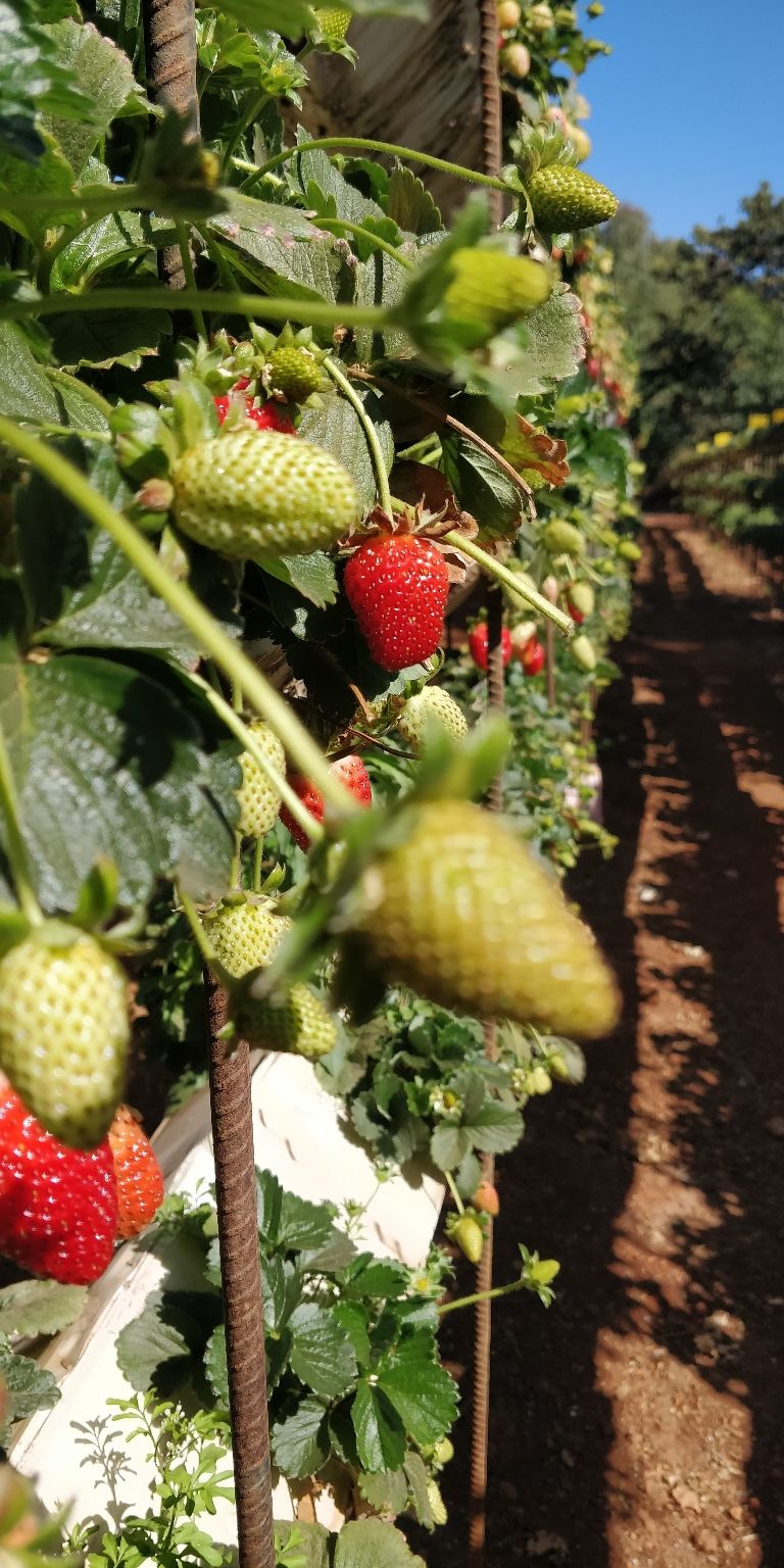 Photo of Trip to Mahabaleshwar ???? by Shweta Landge