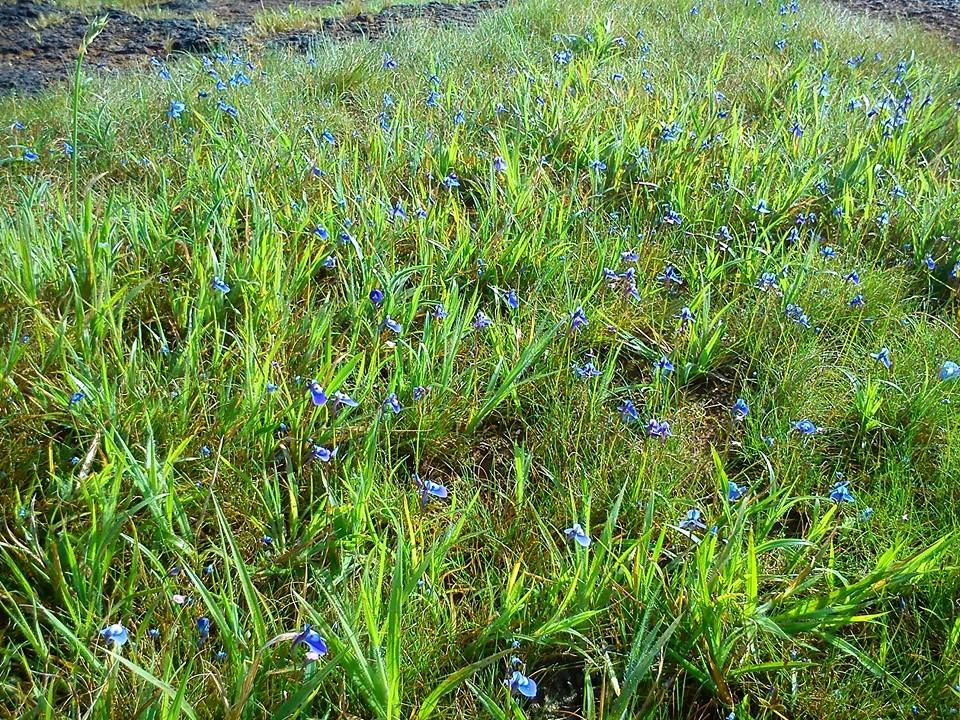 Photo of Marvelling at the beauty of Kaas Plateau 1/4 by Tanvi Nadkarni