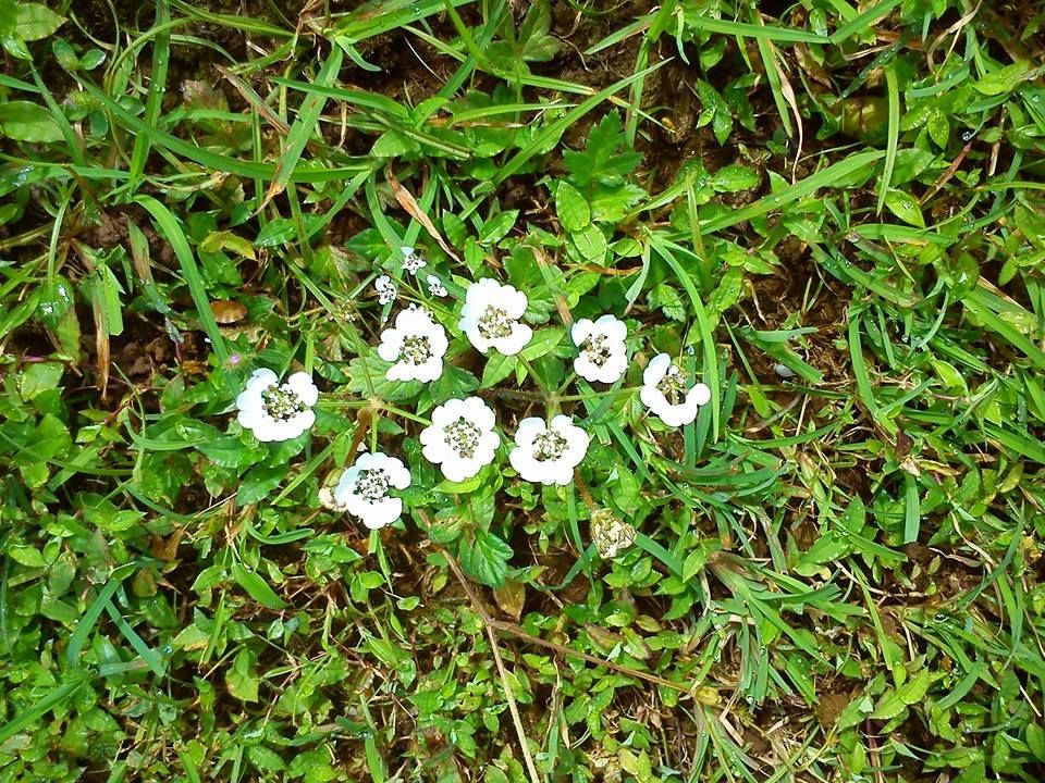 Photo of Marvelling at the beauty of Kaas Plateau 4/4 by Tanvi Nadkarni