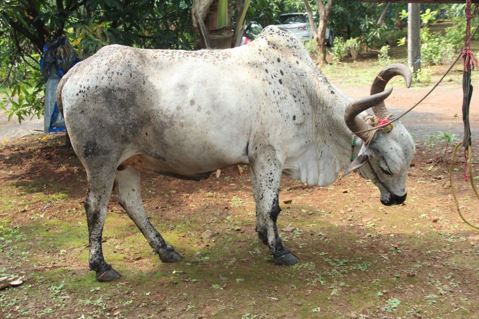 Photo of A majestic beauty : Mahuli 3/3 by Tanvi Nadkarni