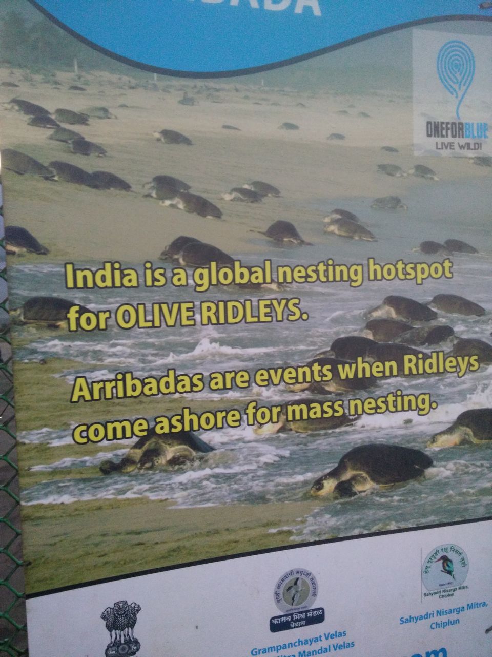 Photo of Velas turtle festival 1/2 by Tanvi Nadkarni