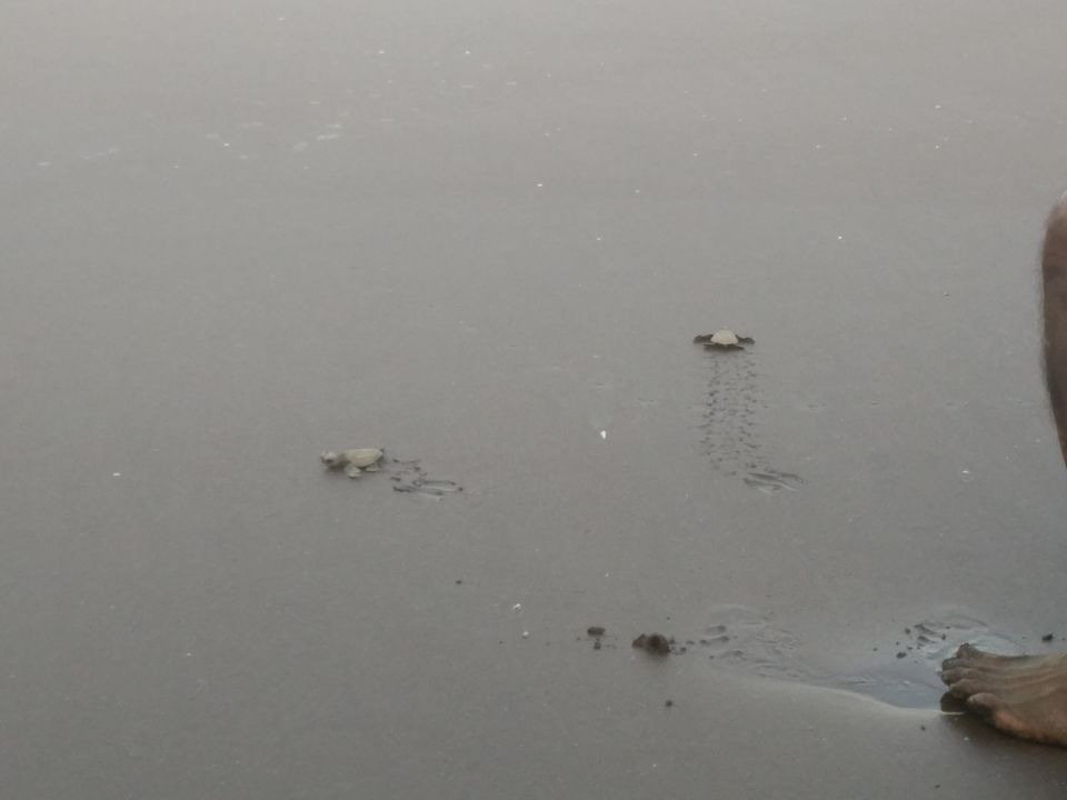 Photo of Velas turtle festival 2/2 by Tanvi Nadkarni