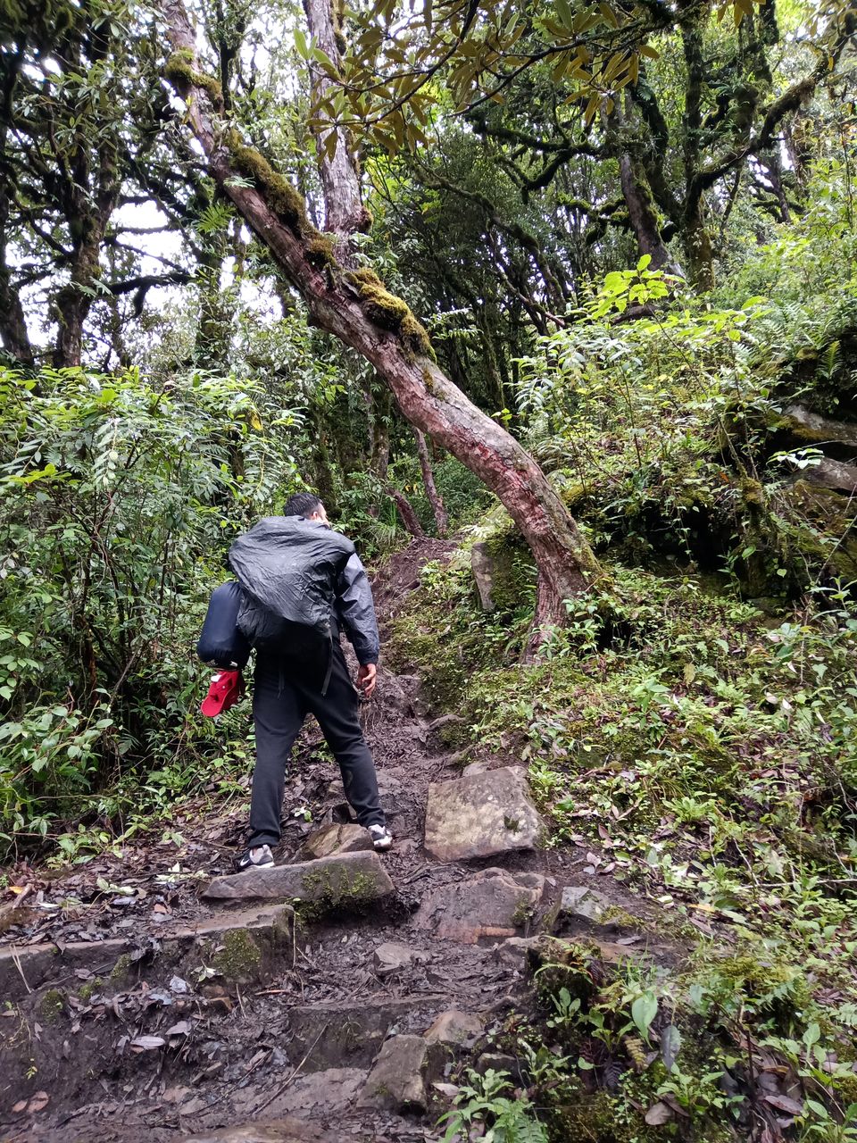 Photo of Monsoon Dzukou in just 4800 INR !Weekend Getaway in NorthEast India. by Chiranjeeb Sonowal