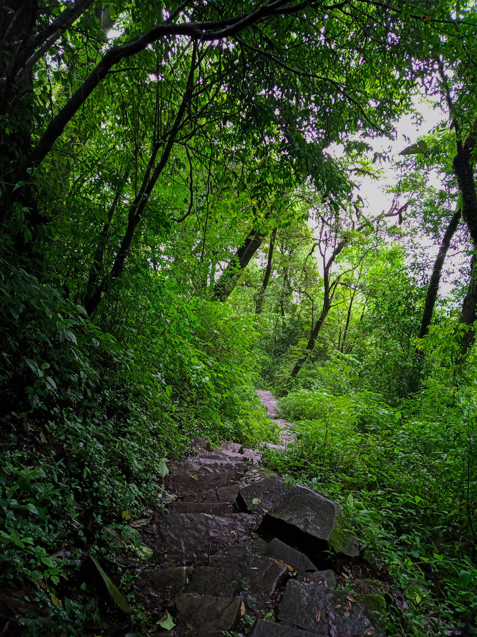 Photo of Monsoon Dzukou in just 4800 INR !Weekend Getaway in NorthEast India. by Chiranjeeb Sonowal