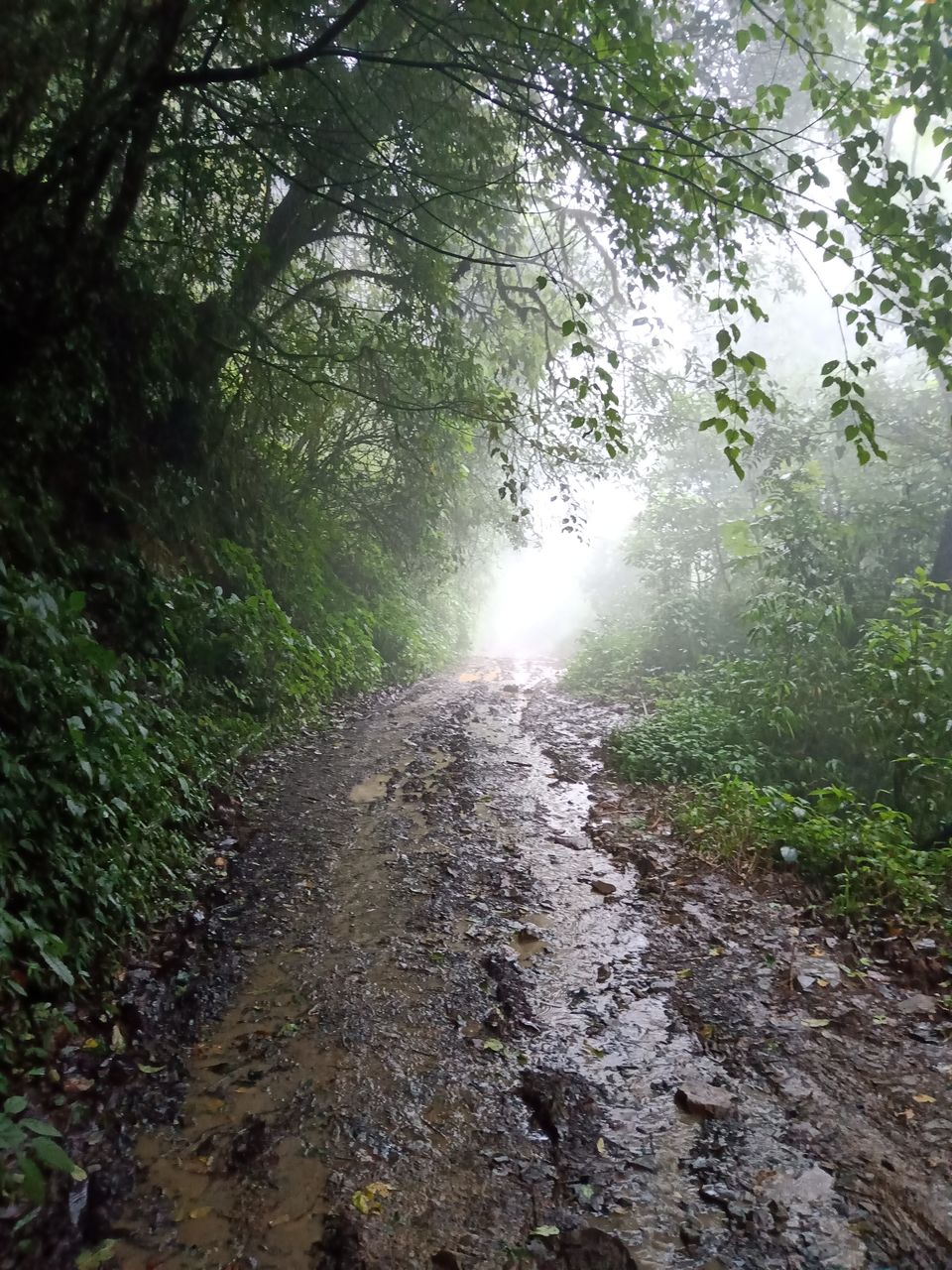 Photo of Monsoon Dzukou in just 4800 INR !Weekend Getaway in NorthEast India. by Chiranjeeb Sonowal
