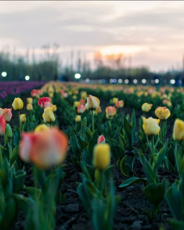 Photo of Coronavirus - no visitors allowed this time in srinagar's tulip festival 6/7 by pooja saroj