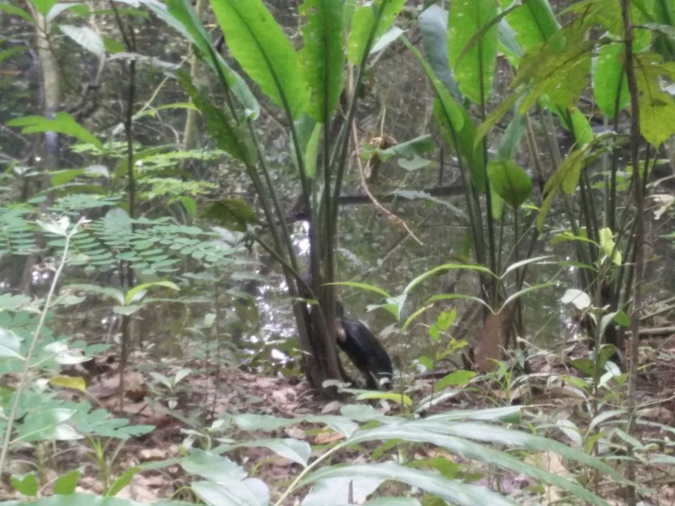 Photo of My Backpacking Diary – Chapter 2(Backwaters and Beaches-West Kerala) 26/58 by Rohan Ganesh