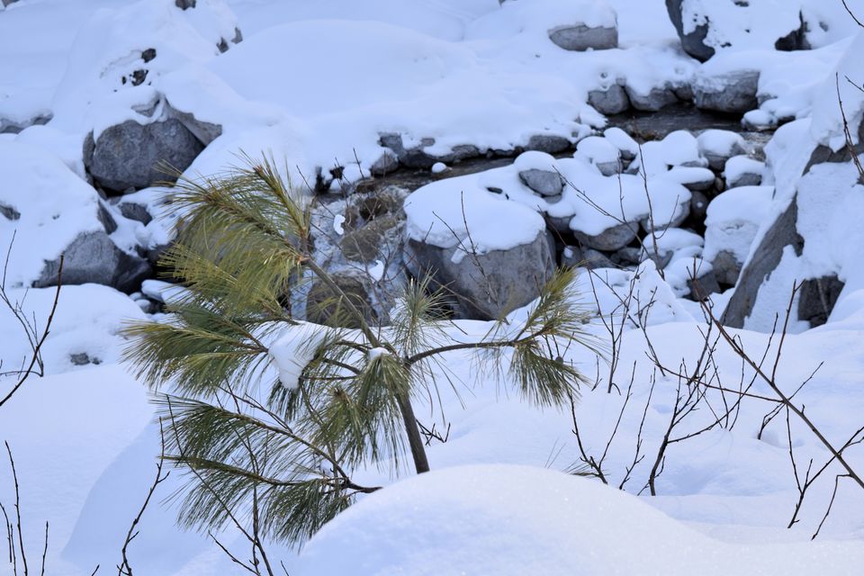 Photo of My Himachal Dairy – Trippy Kasol and Magical Manali 14/29 by Rohan Ganesh