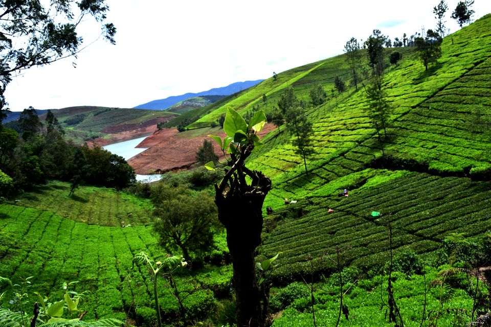 Photo of To Nilgiris and Beyond: The short Ooty stop 8/31 by Rohan Ganesh