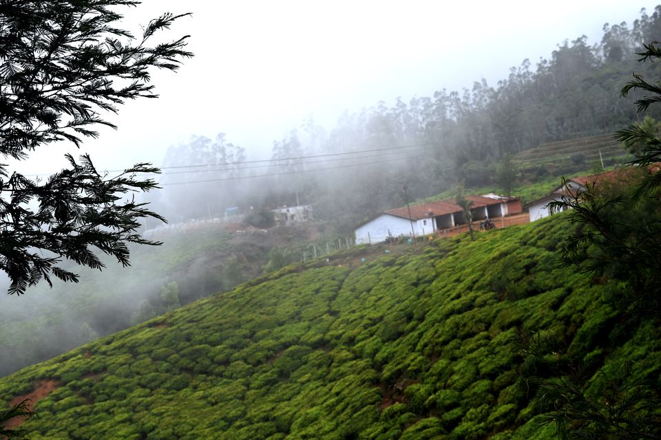 Photo of To Nilgiris and Beyond: The short Ooty stop 24/31 by Rohan Ganesh
