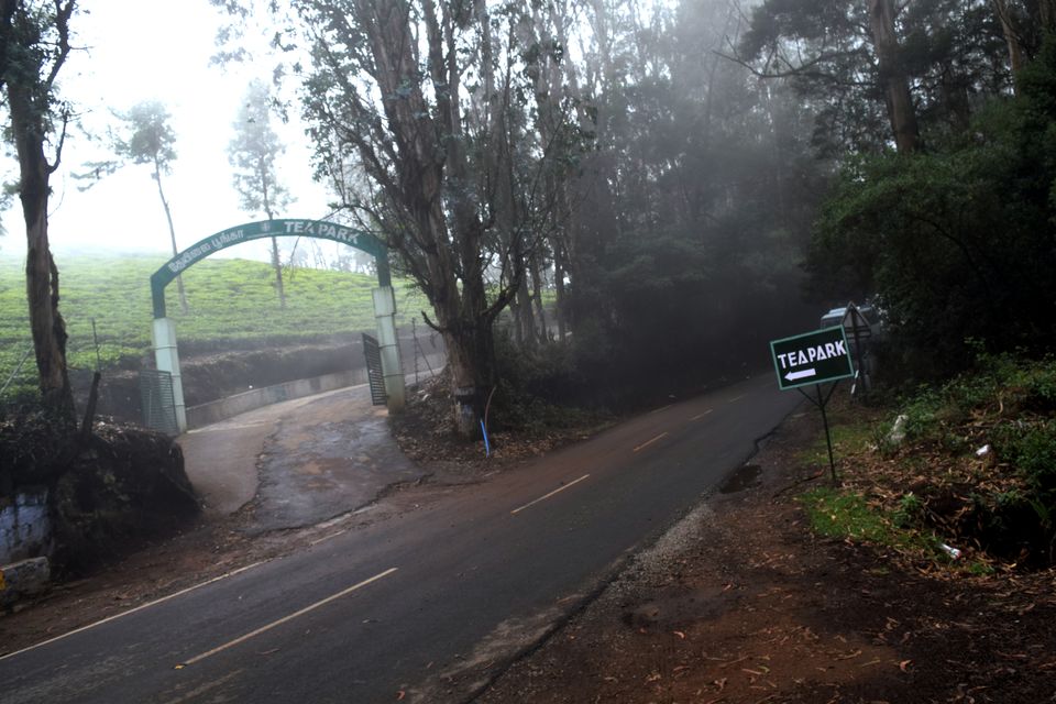 Photo of To Nilgiris and Beyond: The short Ooty stop 25/31 by Rohan Ganesh