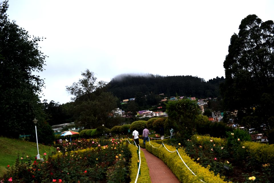 Photo of To Nilgiris and Beyond: The short Ooty stop 31/31 by Rohan Ganesh