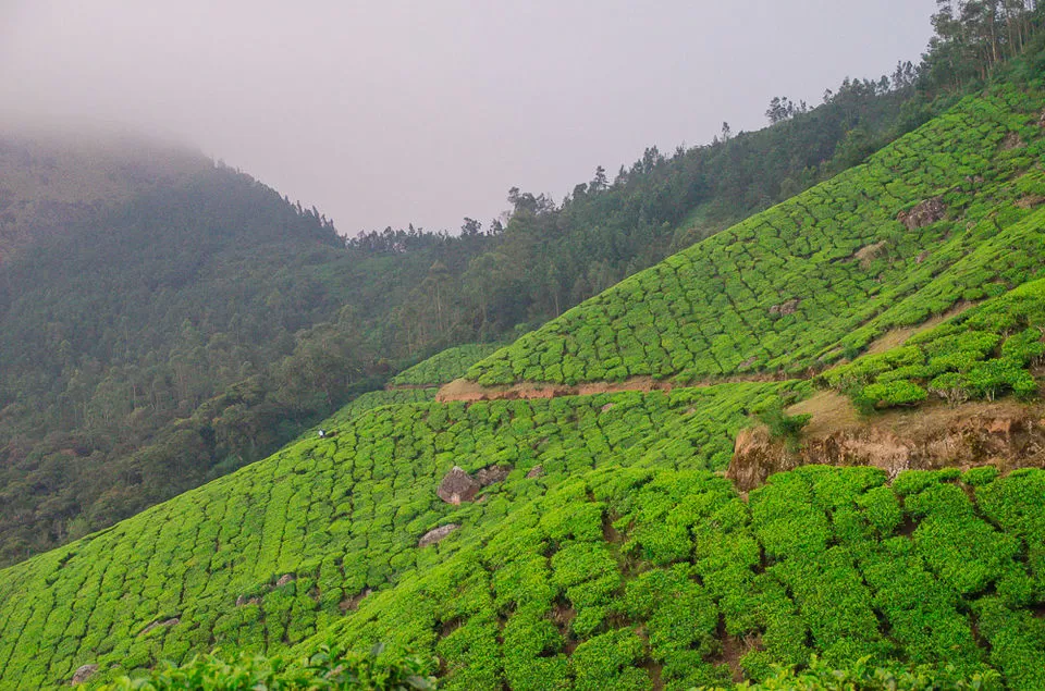 Photo of Kolukkumalai Tea Estate, Kottagudi, Tamil Nadu, India by Rohan Ganesh